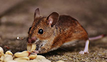 24 Hour & Emergency Exterminators in Sylacauga, AL